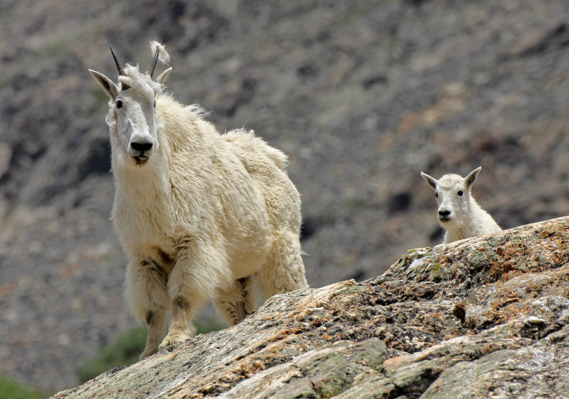Mountain Goat 2014-07-19