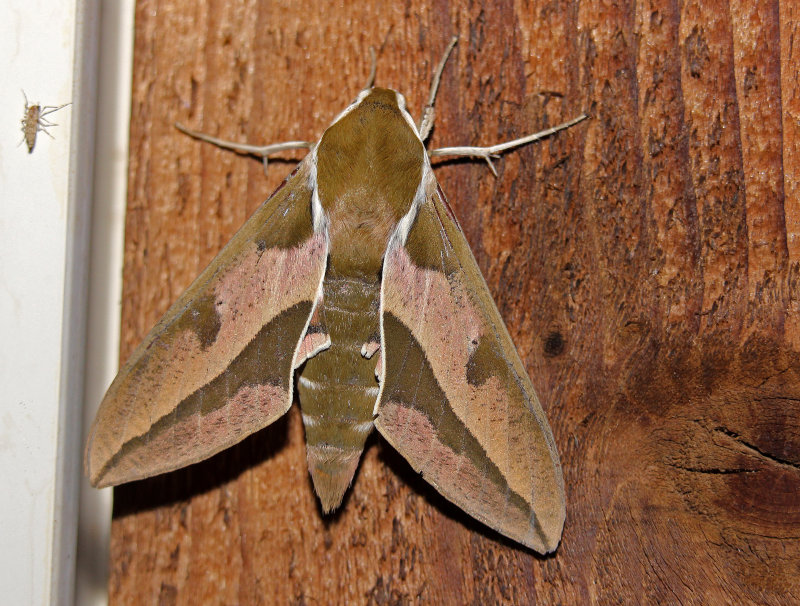 Moth 2014-07-25