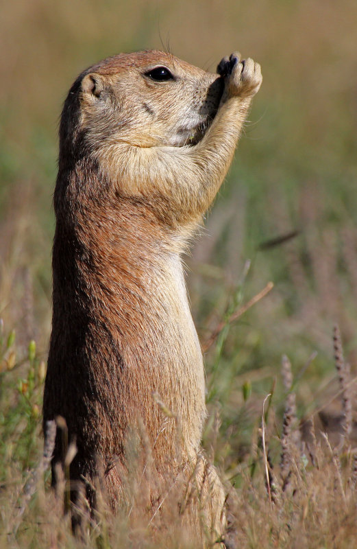 Black-tailed Prairie Dog 2014-08-16