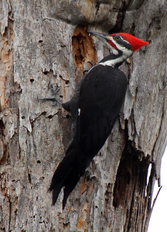 Pileated Woodpecker 2014-12-12