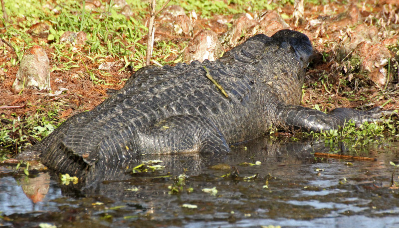 American Alligator 2014-12-08