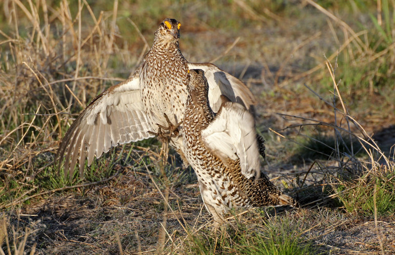 Sharp-tailed Grouse 2015-04-21