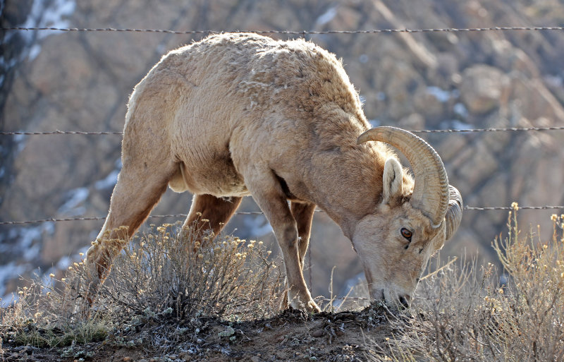 Rocky Mountain Bighorn Sheep 2015-04-22