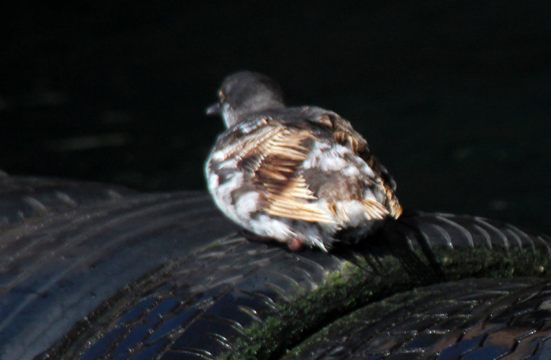 Pigeon Guillemot 2015-10-10