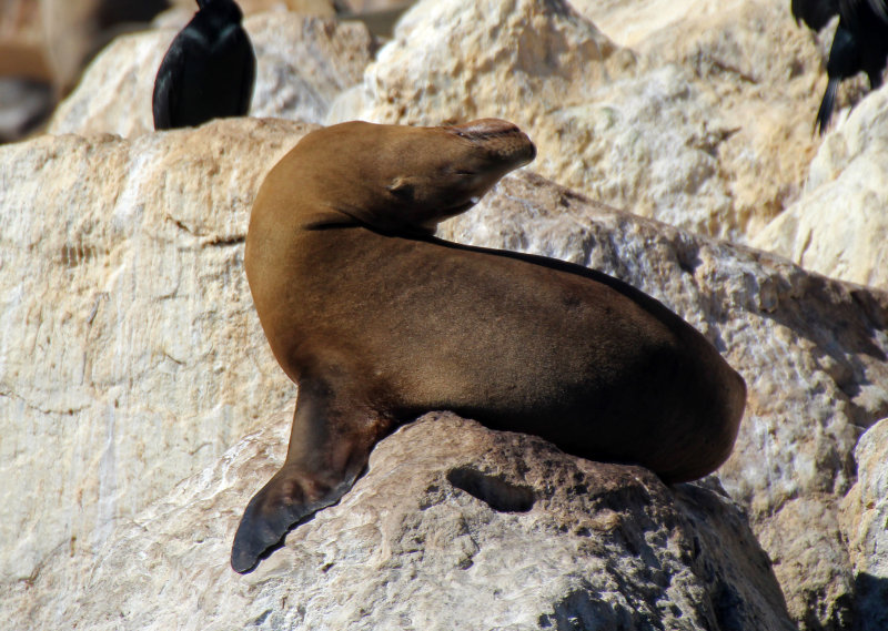 California Sea Lion 2015-10-12