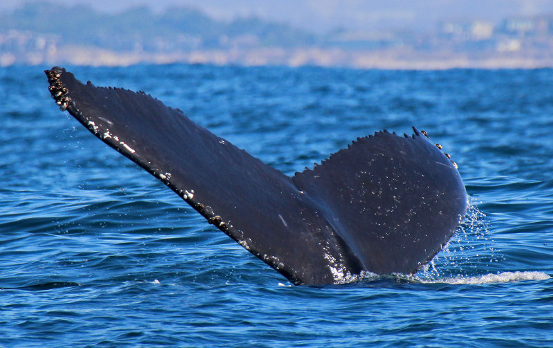 Humpback Whale 2015-10-12