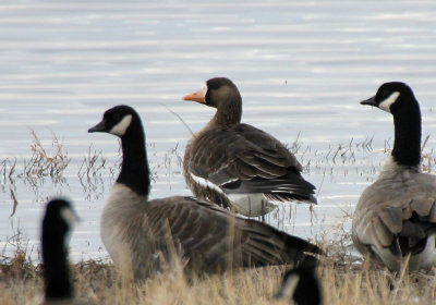 Greater White-fronted Goose 2014-01-01