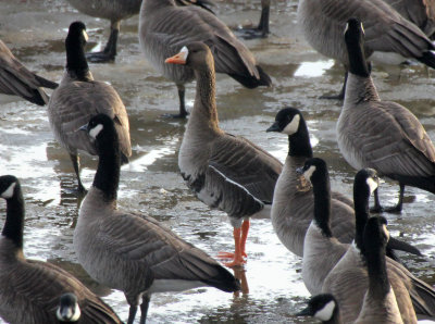 Greater White-fronted Goose 2014-01-15