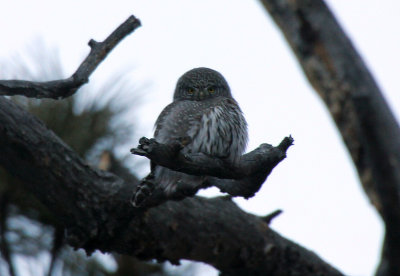 Northern Pygmy-Owl 2014-01-25