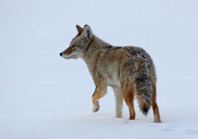 Coyote 2014-02-08