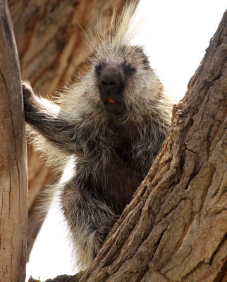 North American Porcupine 2013-05-10