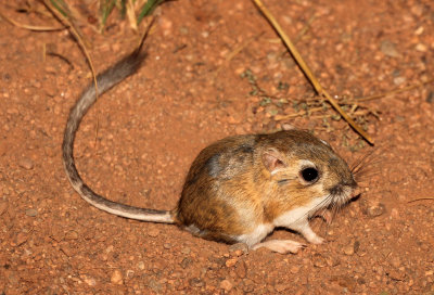 Ord's Kangaroo Rat 2013-08-02