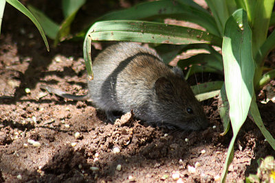 Red-backed Vole 2011-05-13