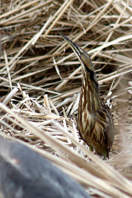 American Bittern 2009-05-05