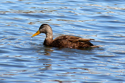 American Black Duck 2007-03-03