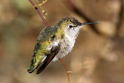 Anna's Hummingbird 2007-01-15