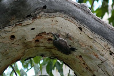 Arizona Woodpecker 2005-08-15