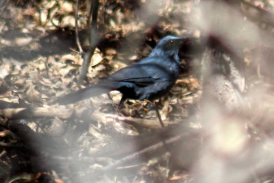 Blue Mockingbird 2009-02-13
