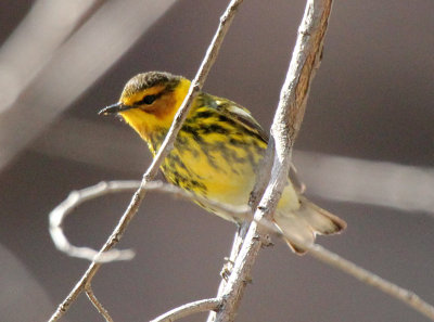 Cape May Warbler 2013-05-11