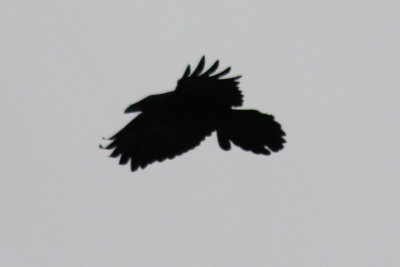 Chihuahuan Raven 2009-11-23