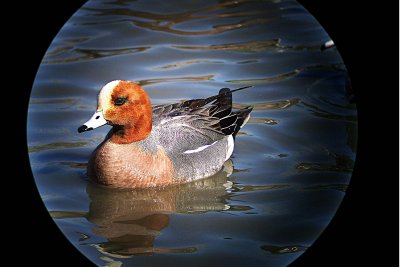 Eurasian Wigeon 2005-02-26