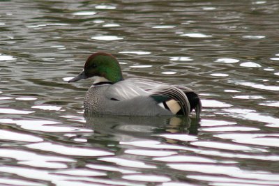 Falcated Duck 2007-02-03