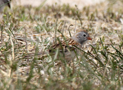 Field Sparrow 2013-05-10