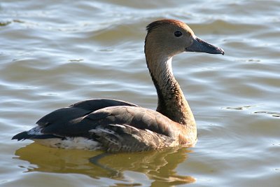 Fulvous Whistling-Duck 2007-01-15