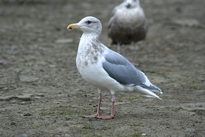 Glaucous-winged Gull 2007-02-03