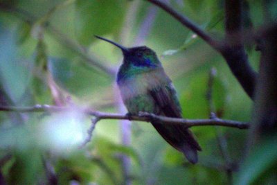 Mexican Violetear 2006-09-16