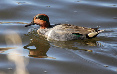Green-winged Teal 2013-02-16