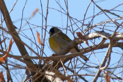 Lawrence's Goldfinch 2007-01-14