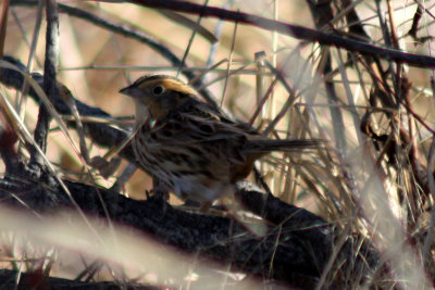 LeConte's Sparrow 2009-02-06