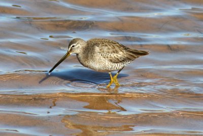 Long-billed Dowitcher 2007-01-15