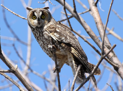 Long-eared Owl 2013-05-02