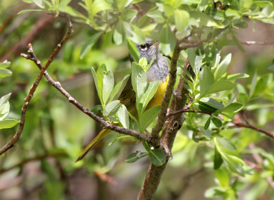 MacGillivray's Warbler 2013-06-12