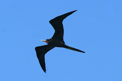 Magnificent Frigatebird 2007-11-01