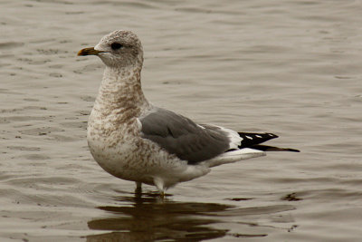Mew Gull 2008-11-29