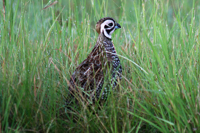 Montezuma Quail 2007-08-23