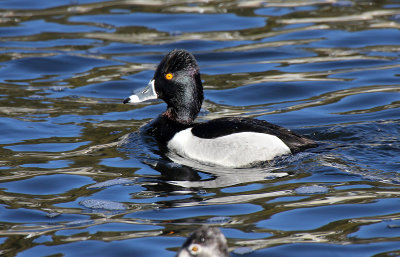 Ring-necked Duck 2013-02-16