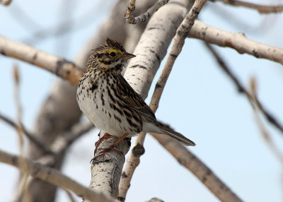 Savannah Sparrow 2013-04-18