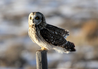 Short-eared Owl 2013-02-16