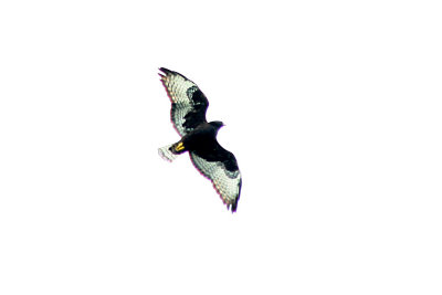 Short-tailed Hawk 2008-10-13