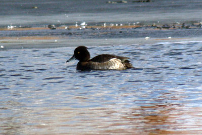 Tufted Duck 2011-01-17