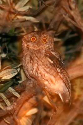 Whiskered Screech-Owl 2005-08-14