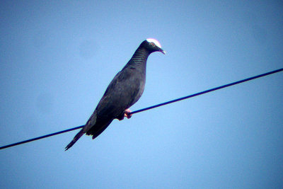 White-crowned Pigeon 2007-09-23