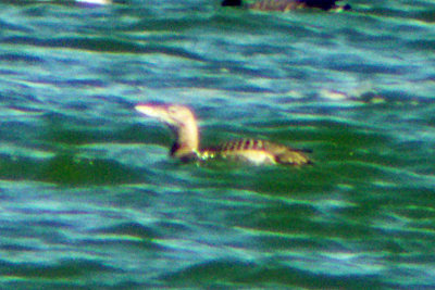 Yellow-billed Loon 2009-11-20