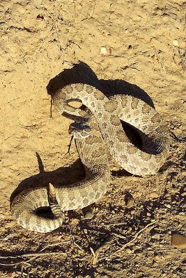 Prairie Rattlesnake 2005-09-24