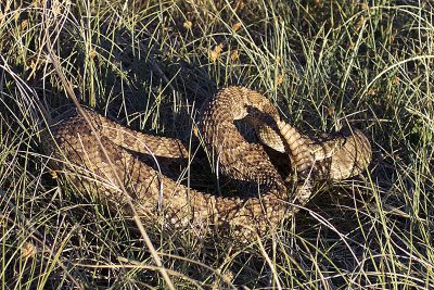 Prairie Rattlesnake 2006-06-05