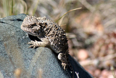 Short-horned Lizard 2006-06-12